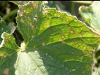 Concombre - Tache à Ulocladium (Ulocladium cucurbitae)