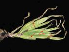 Oignon sec - Tache pourpre (Alternaria porri)