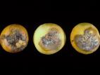 Oignon sec - Pourriture blanche (Sclerotium cepivorum)