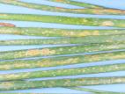 Oignon vert - Rouille (Puccinia allii)