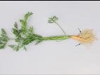 Carotte - Dépérissement pythien (Pythium sp.)