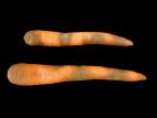 Carotte - Pourriture des racines (Phytophthora spp.)