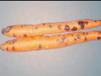 Carotte - Tache noire (Rhexocercosporidium carotae)