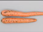 Carotte - Pourriture sèche fusarienne (Fusarium sp.)