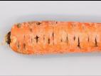 Carotte - Pourriture sèche fusarienne (Fusarium sp.)