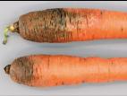 Carotte - Pourriture sèche fusarienne (Fusarium sp.)