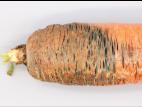 Carotte - Pourriture sèche fusarienne (Fusarium sp.)