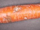 Carotte - Rhizoctone (Rhizoctonia carotae)