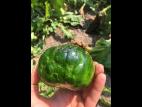 Courges - Virus de la tache annulaire de la papaye (PRSV)