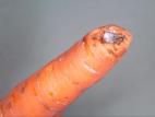Carotte - Pourriture des racines (Phytophthora spp.)