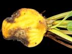 Betterave - Rhizoctone commun (Rhizoctonia solani)_2
