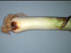 Poireau - Fusariose du plateau (Fusarium oxysporum f. sp. cepae)