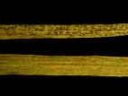 Seigle d'automne - Rouille brune (Puccinia triticina)