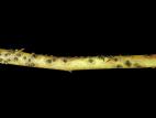 Bleuet en corymbe - Gale de tige (Gibbera vacciniicola)