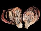 Camélias - Moisissure grise (Botrytis cinerea)