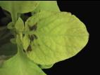 Coléus - Mildiou (Peronospora sp.)_2