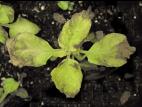 Coléus - Mildiou (Peronospora sp.)_4