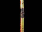Cornouillers - Tache septorienne (Sphaerulina cornicola)