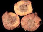 Glaïeuls - Pourriture pénicillienne (Penicillium gladioli)