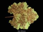 Heuchères - Rouille (Puccinia sp.)