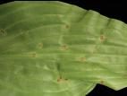 Hostas - Moisissure grise (Botrytis cinerea)