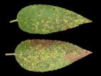 Monardes - Rouille (Puccinia sp.)