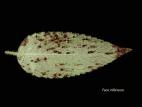 Monardes - Rouille (Puccinia sp.)