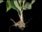 Poinsettia - Pourriture des racines et du collet (Phytophthora nicotianae)