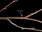Tilleuls - Chancre cytosporéen (Cytospora sp.)