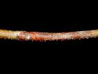 Tilleuls - Chancre cytosporéen (Cytospora sp.)