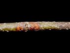 Tilleuls - Chancre cytosporéen (Cytospora sp.)