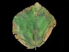 Tilleuls - Anthracnose (Apiognomonia errabunda)