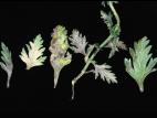 Verveines - Blanc (Oidium cichoracearum)