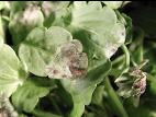 Pensées - Tache cercosporéenne (Cercospora violae)