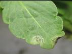 Pensées - Tache cercosporéenne (Cercospora violae)