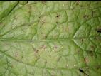 Digitales - Anthracnose (Colletotrichum fuscum)