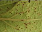 Digitales - Anthracnose (Colletotrichum fuscum)