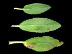 Véroniques - Rouille (Puccinia sp.)