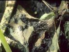 Dahlias - Rhizoctonia aérien (Rhizoctonia solani)