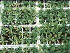 Giroflée - Alternariose (Alternaria sp.)