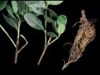Rhododendrons - Dépérissement (Calonectria cylindrospora)_1