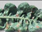 Statices - Tache cercosporéenne (Cercospora sp.)
