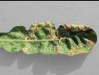 Statices - Tache cercosporéenne (Cercospora sp.)