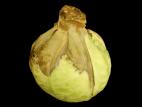 Chou pommé - Pourriture en entreposage (Phytophthora brassicae)