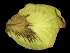 Chou pommé - Pourriture en entreposage (Phytophthora brassicae)