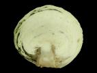 Chou pommé - Pourriture en entreposage (Phytophthora brassicae)