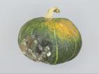 Courges - Alternariose du fruit (Alternaria alternata)