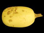 Courges - Pourriture fusarienne (Fusarium equiseti)