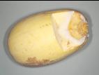 Courges - Pourriture fusarienne (Fusarium equiseti)
