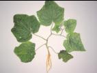 Concombre - Pourriture des racines (Pythium ultimum)